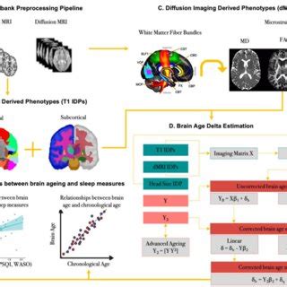 Overview Of The Brain Age Prediction Model A Recently Published