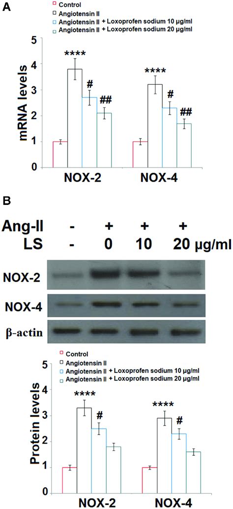 Loxoprofen Sodium Prevented Ang II Induced Expression Of NOX 4 In Human