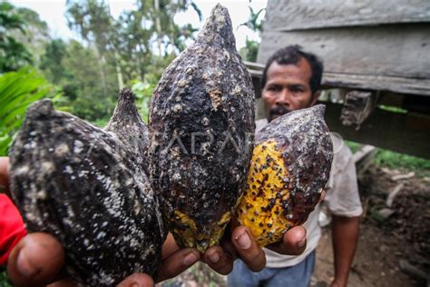 HAMA PENGGEREK BUAH KAKAO ANTARA Foto