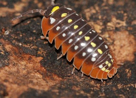 Armadillidium Klugii Montenegro Isopod