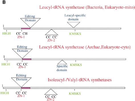 A Primary Sequence Alignment Of T Thermophilus Leucyl Isoleucyl And