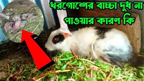 খরগোশের বাচ্চার দুধ না পাওয়ার কারণ কিখরগোশের বাচ্চার দুধ পায় না কেন