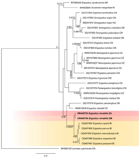 Phylogenetic Tree Of Ergasilidae Copepods Based On Partial 18S RRNA