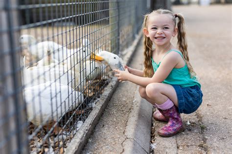 Admission Prices And Times Longdown Activity Farm