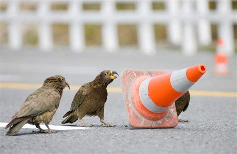 Kea: New Zealand native land birds