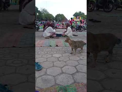 Nongkrong Sore Dialun Alun Di Samperin Kucing Anakku Auto Kesenangan