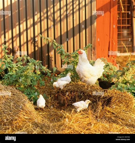 Hen Chickens Hi Res Stock Photography And Images Alamy