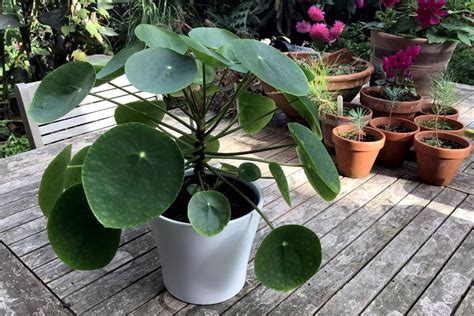 Pilea Peperomioides Chinese Money Plant Indoor Plant Naturebring