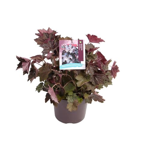 Heuchera Am Palace Purple Nieuwelaar Van Der Mee