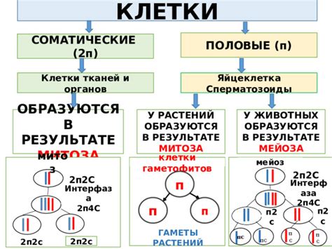 Презентация митоз и мейоз