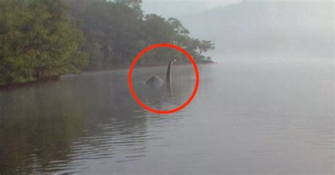 Is This The Loch Ness Monster Creature Photographed In Lake