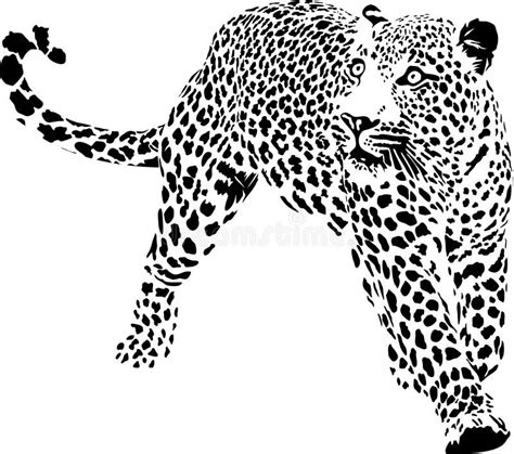 Leopard Lying Black Silhouette Stock Illustrations Leopard Lying