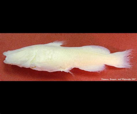 Meet Texas Blind Cave Dwelling Catfish By Us Fish And Wildlife