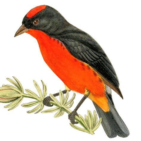 Crimson Breasted Finch Rhodospingus Cruentus Birdweather