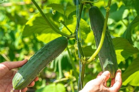 Bush Cucumbers: The Complete Guide to Growing and Enjoying Different ...