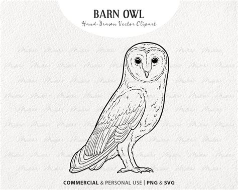 Barn Owl Svg Clipart Snowy Owl Vector Artwork Sitting Bird Line