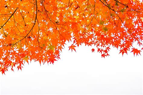 Beautiful red maple leaves 2008882 Stock Photo at Vecteezy