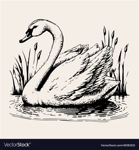 White Swan On A Pond Hand Drawn Realistic Sketch Vector Image