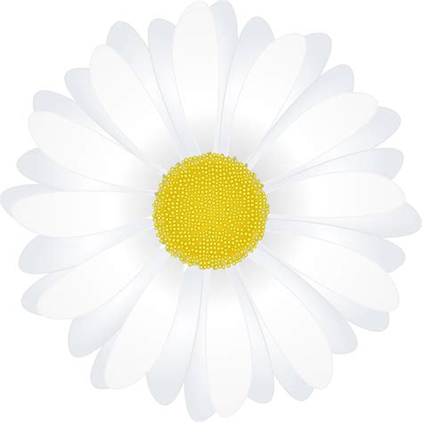 Download Daisy Clipart Png Clipartkey