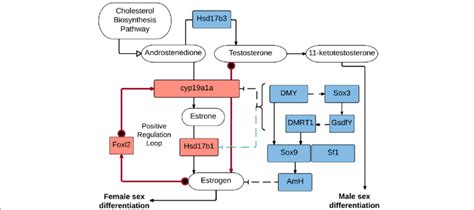 Our Interpretation Of The Sex Determination Pathway Based On The