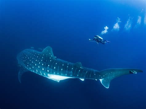 Whale Sharks In The Galapagos Islands A Guide For Divers