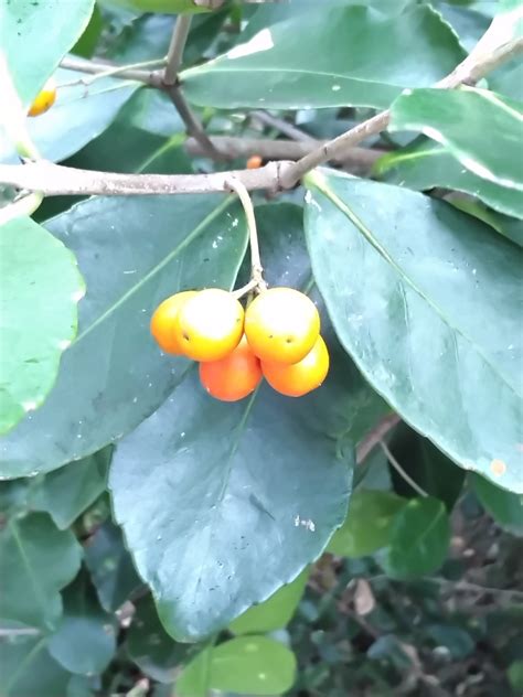 Red Fruited Olive Plum From Xjcp M Valentine Nsw Australia On