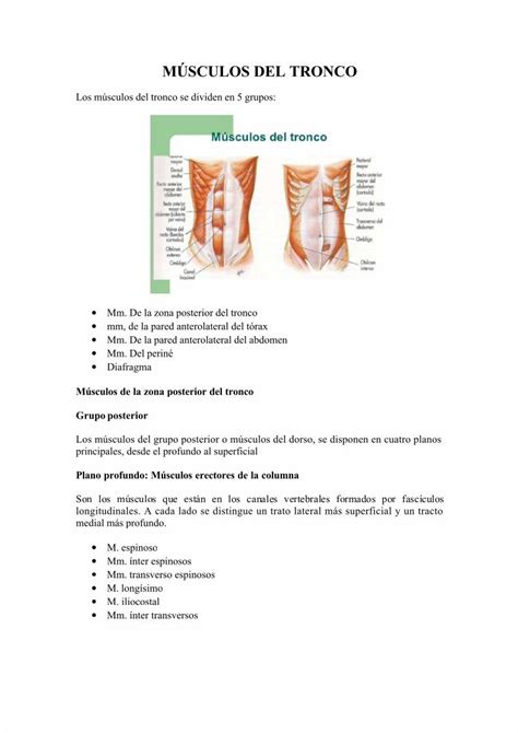 PDF Músculos Del Tronco DOKUMEN TIPS