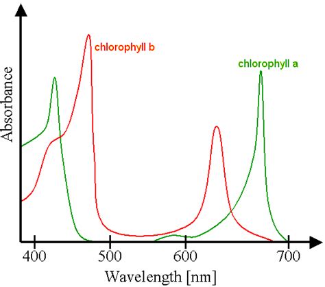 Filechlorophyll Ab Spectrapng New World Encyclopedia