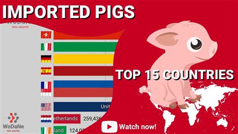 TOP 15 Countries By Imported Pigs YouTube