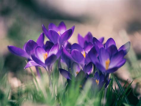 Free Images Nature Blossom Flower Purple Petal Floral Spring