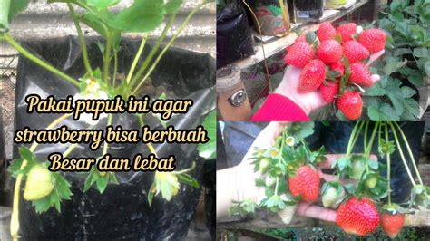 CARA MEMUPUK STRAWBERRY AGAR BERBUAH LEBAT Dewiimnidatea YouTube