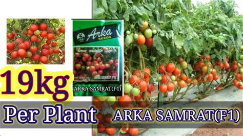 How To Grow Arka Samrat Tomatoes At Home Seed To Harvest Iihr Arka