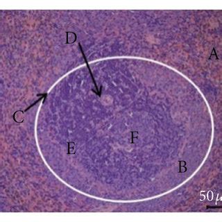 Spleen Histological Sections Of Rats In Each Group X Note A