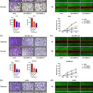 YTHDF3 Downregulation Inhibits Melanoma Cell Migration Invasion And