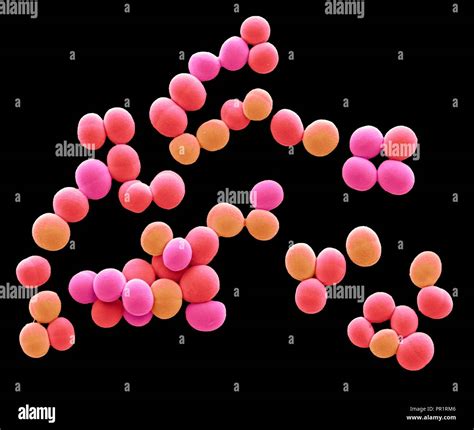 Staphylococcus aureus bacteria fotografías e imágenes de alta