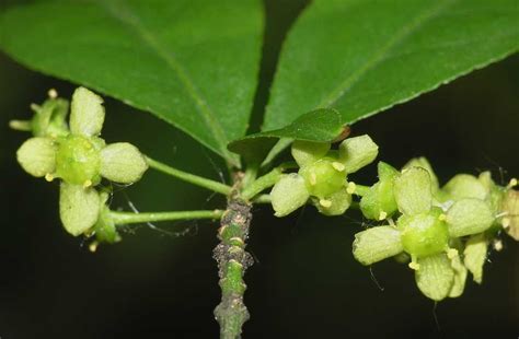 Euonymus Alatus Celastraceae Image 15859 At PlantSystematics Org