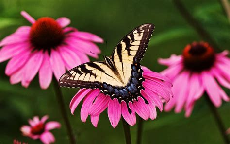 Papillon Fond d écran HD Arrière Plan 2560x1600