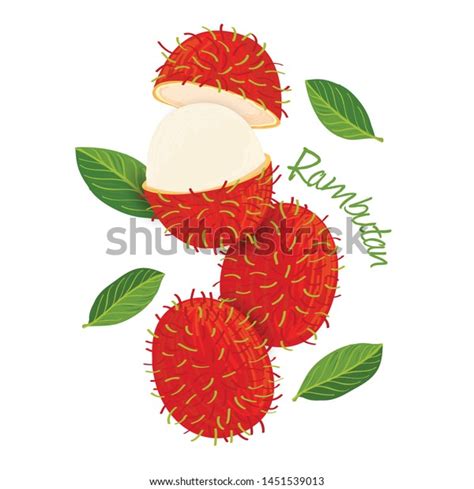 Rambutan Fruit Doodle Drawings Vector Illustration Stock Vector