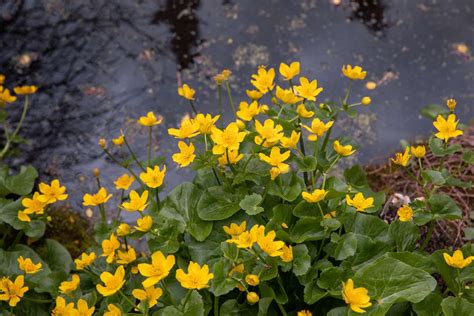 Marsh Marigold