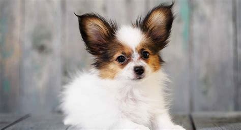 Papillon Names - Will You Find The Perfect Name For Your Puppy?