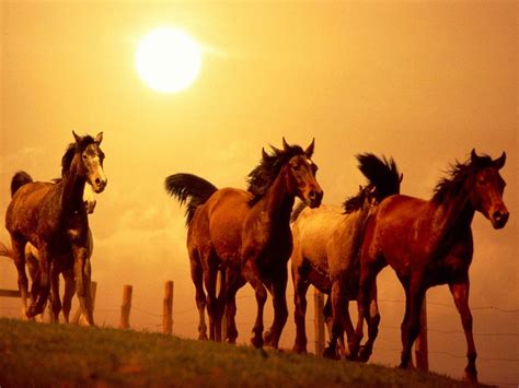 Horse, Running, Harness wallpaper - Coolwallpapers.me!