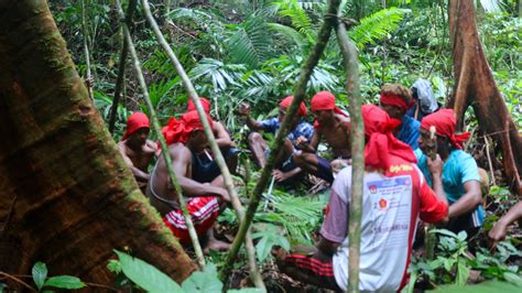 Dibabat Perusahaan Masyarakat Adat Sabuai Pulihkan Hutan Lewat Sasi