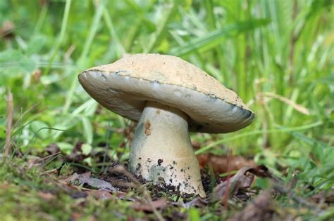 Grande cogumelo comestível maduro gyroporus cyanescens também