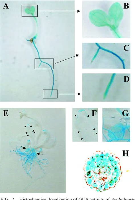 Figure From Promoter Of Arabidopsis Thaliana Phosphate Transporter