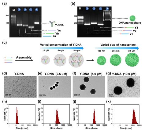 湖南大学王柯敏黄晋团队nano Lett：可控自组装和循环解组装的dna纳米球用于细胞内mirna放大成像 X Mol资讯