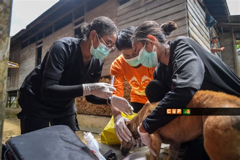 PENGABDIAN DOKTER HEWAN COP DI KAMPUNG MERASA COP Centre For