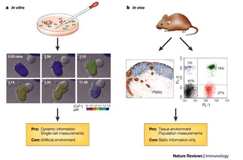 In Vitro Versus In Vivo Approaches To Immunology A In Vitro Imaging