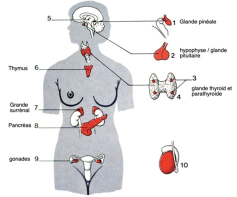 Système endocrinien cours 1 Flashcards Quizlet