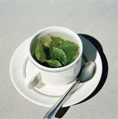 Coca leaf tea - Stock Image - M750/0609 - Science Photo Library