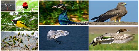 Birds of Odisha - Photo Exhibition in Delhi - Bhubaneswar Buzz